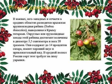 Описание плода рябины