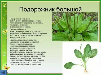 Состав листьев подорожника