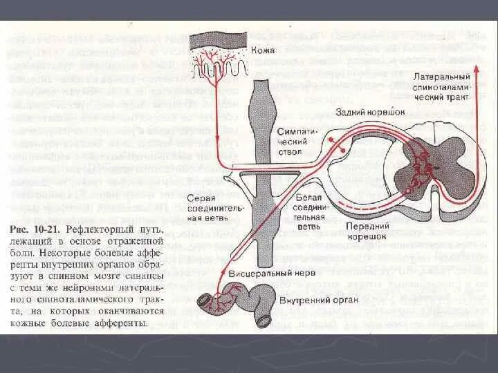 Рефлекторная дуга вестибулярного анализатора. Рефлекторная дуга вестибулярного аппарата. Проводниковый путь вестибулярного анализатора. Схема рефлекторной дуги вестибулярного аппарата.