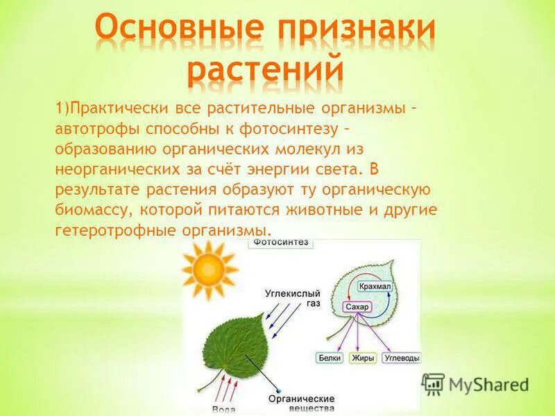 Результат фотосинтеза