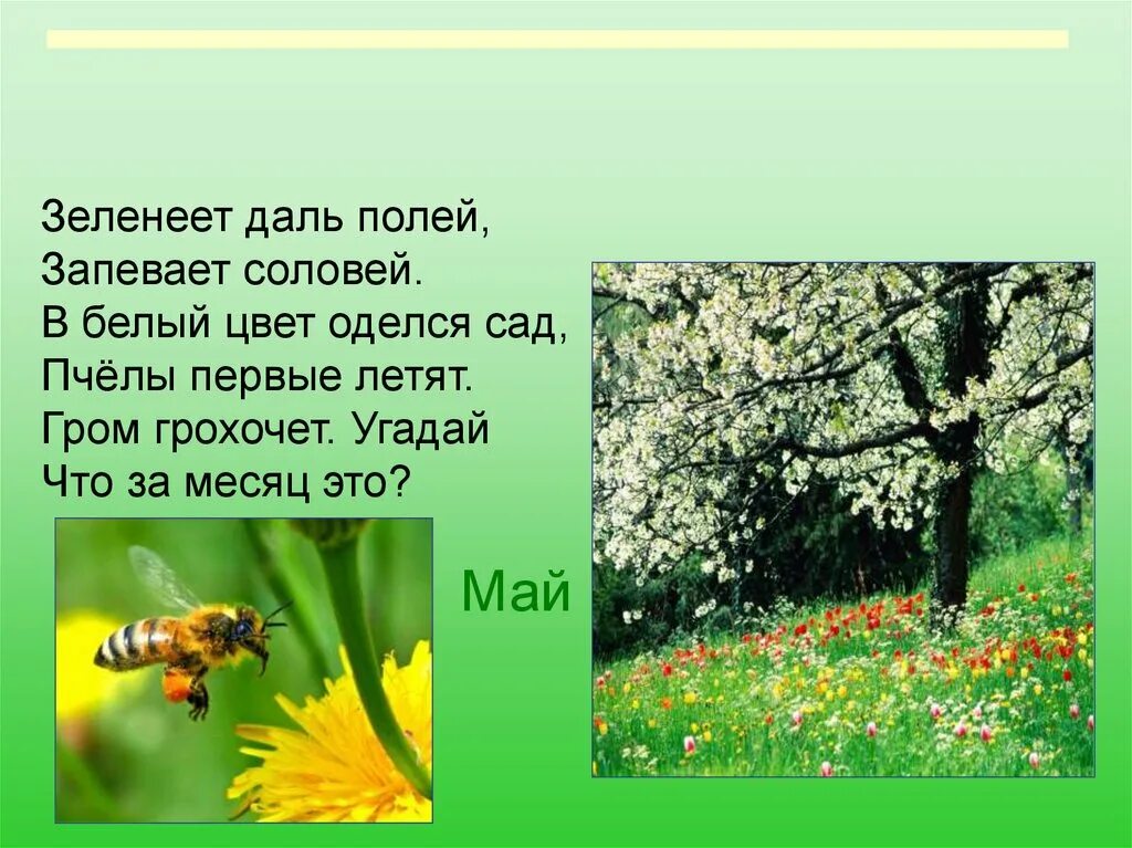Зеленеет даль полей запевает Соловей. Зеленеет даль полей запевает Соловей в белый цвет оделся сад. В белый цвет оделся сад пчёлы первые. Загадки про весну.