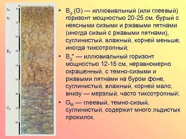 Криоземы глееватые. Глеевый горизонт. Тундровая гелевые почвы. Глеевый горизонт. Болотные торфяные глеевые.