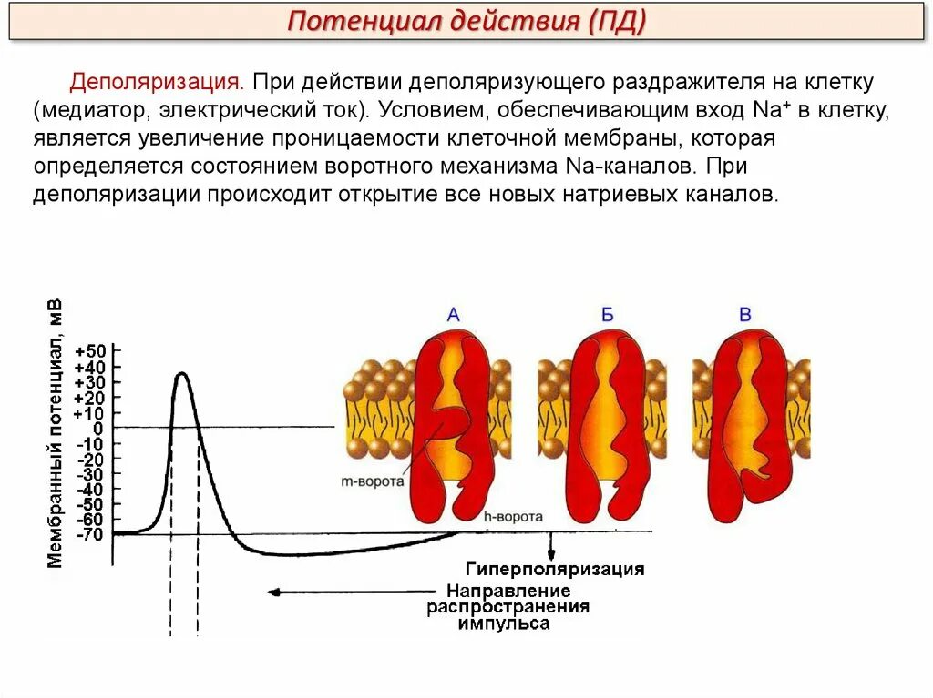 Потенциал действия деполяризация. Деполяризация мембраны это. Деполяризация клетки. Момент действия раздражителя на клетку.