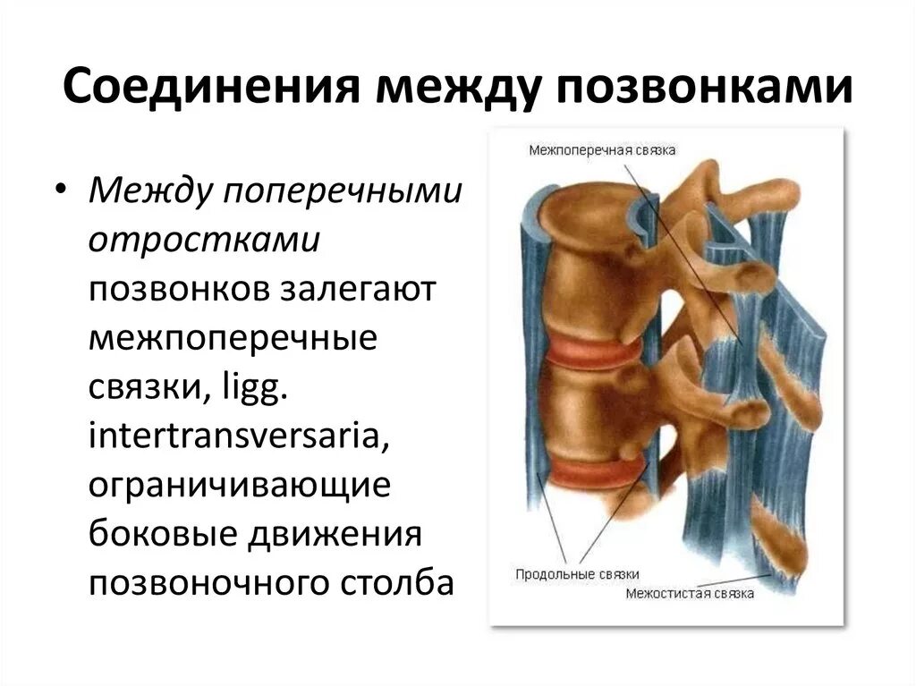 Типы соединения поясничного отдела