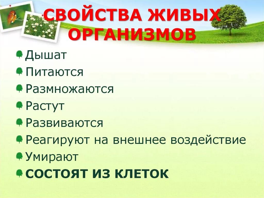 Свойства живого 6 класс. Растение живой организм. Свойства не живых организмов. Свойства живого растения. Растения как живой организм.