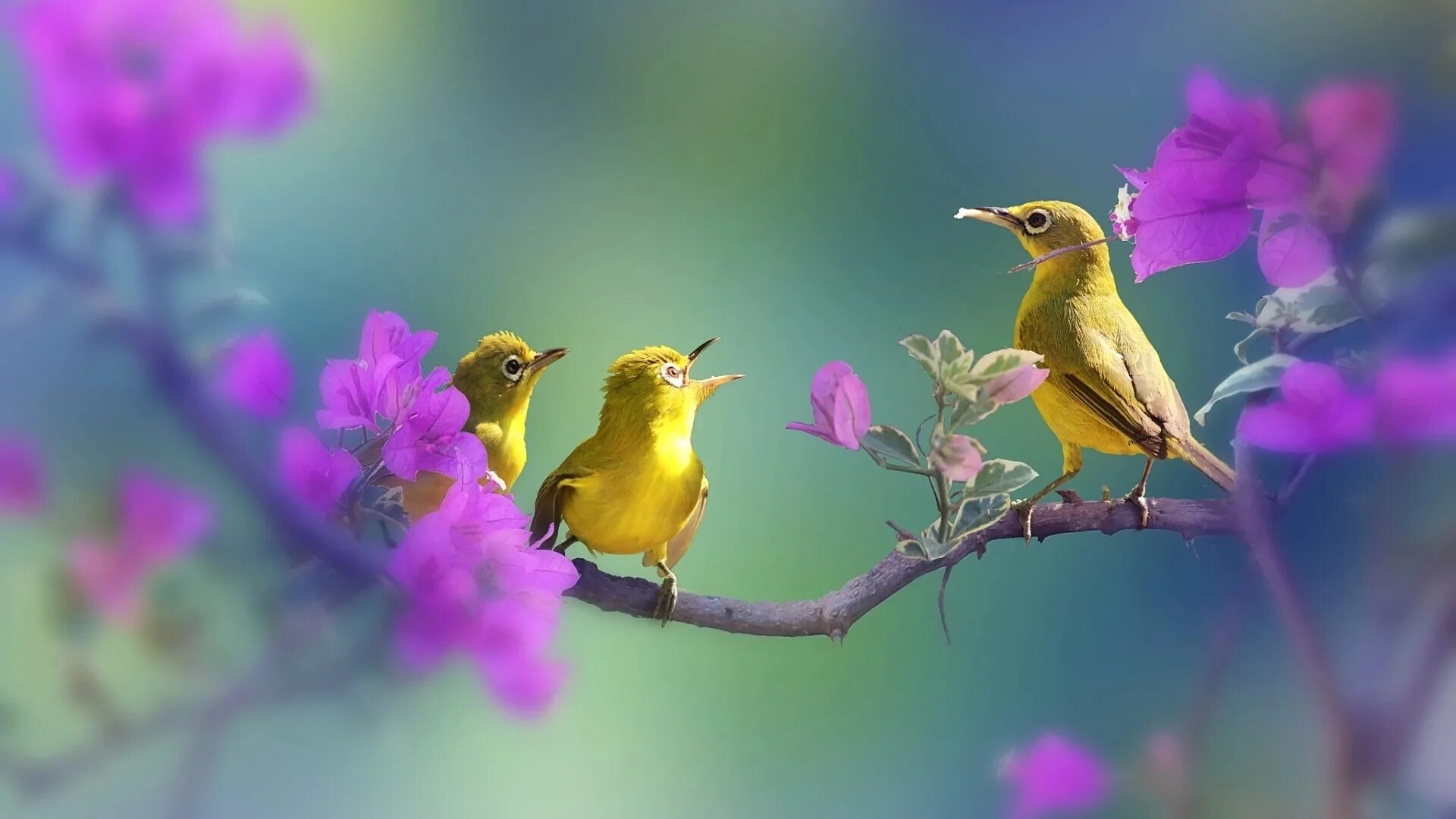 Весенние птички. Птицы поют. Птицы весной.