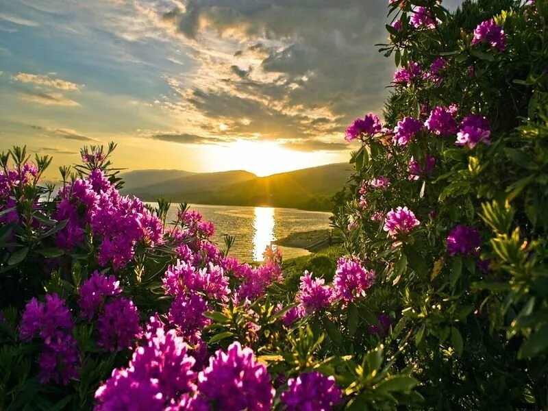 Расцветы красоты. Красивые пейзажи с цветами. Цветы на фоне моря. Цветы море солнце рассвет. Чудесная природа.