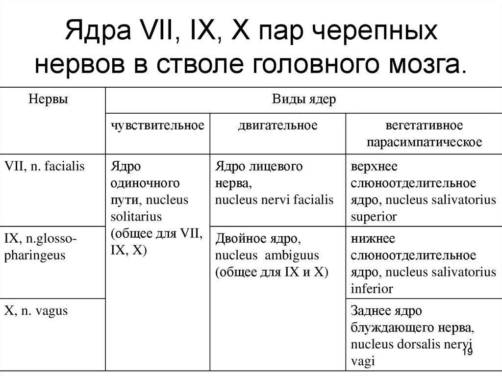 Ix черепного нерва. Ядра 7 пары черепных нервов локализованы. 9 Пара черепных нервов ядра. Ядра 11 пары черепных нервов. 7 Пара черепно-мозговых нервов ядра.