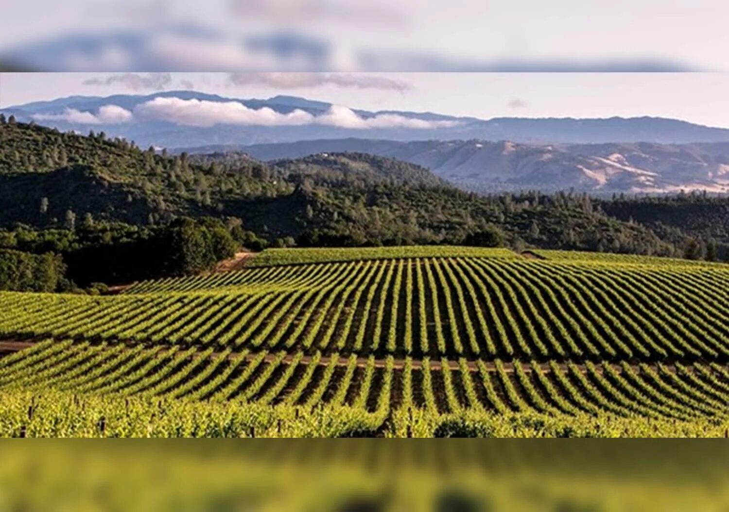 Плодородные почвы в северной америке. Центральная Долина Калифорнии. Виноградник Долина Напа. Калифорния виноградники. Калифорния виноделие.