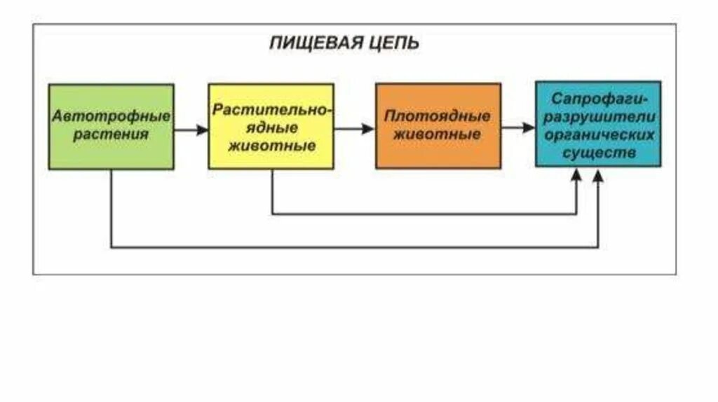 Потребителями могут быть в пищевой цепи. Схема передачи энергии в пищевых цепях. Поток энергии и пищевые цепи. Схема передачи веществ и энергии в агроценозе. Поток энергии и цепи питания.
