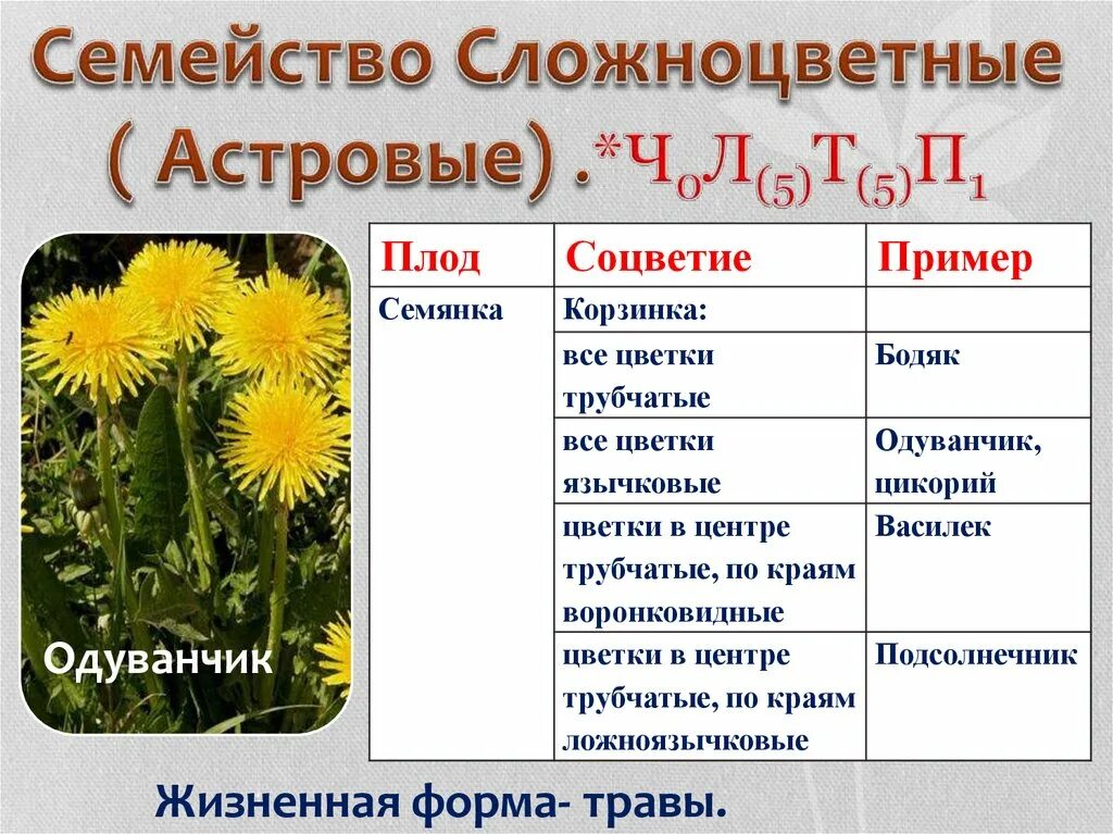 Укажите жизненную форму большинства сложноцветных. Семейство Сложноцветные Астровые строение цветка. Семейство Сложноцветные плод 6 класс. Характеристика семейства Сложноцветные таблица. Форма строение цветка семейство Сложноцветные.