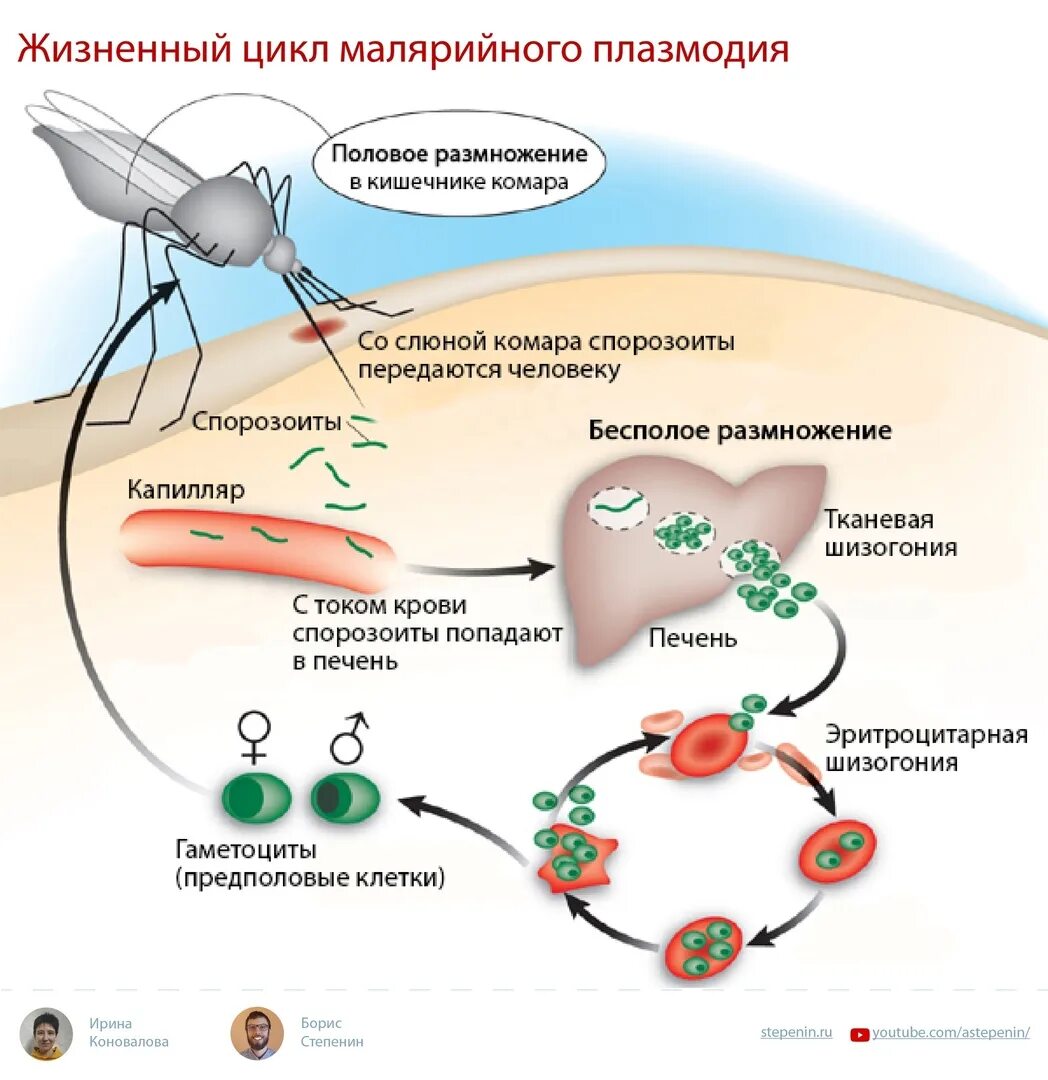 Малярийный плазмодий в кишечнике. Цикл размножения малярийного плазмодия схема. Жизненный цикл малярийного плазмодия схема. Схема развития малярийного плазмодия. Схема развития плазмодия.