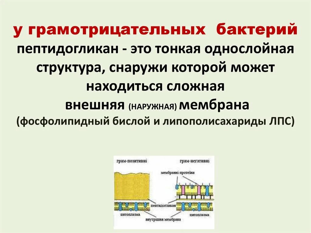 Минусы бактерий. Клеточная стенка грамм отрицательных бактерий. Строение грамм отрицательные бактерии. Строение грамположительных и грамотрицательных бактерий. Отличие грамположительных и грамотрицательных бактерий.