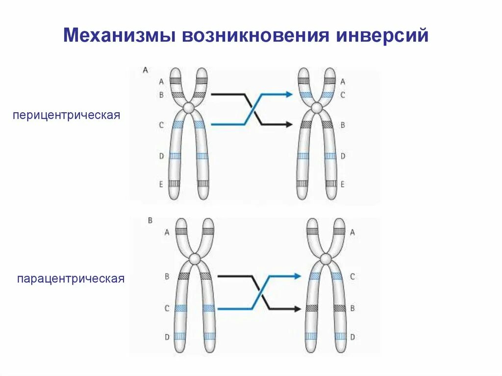 Инверсия хромосом болезни. Перицентрическая инверсия хромосомы. Механизм возникновения хромосомных заболеваний. Инверсия хромосом примеры. Поворот хромосом на 180 градусов