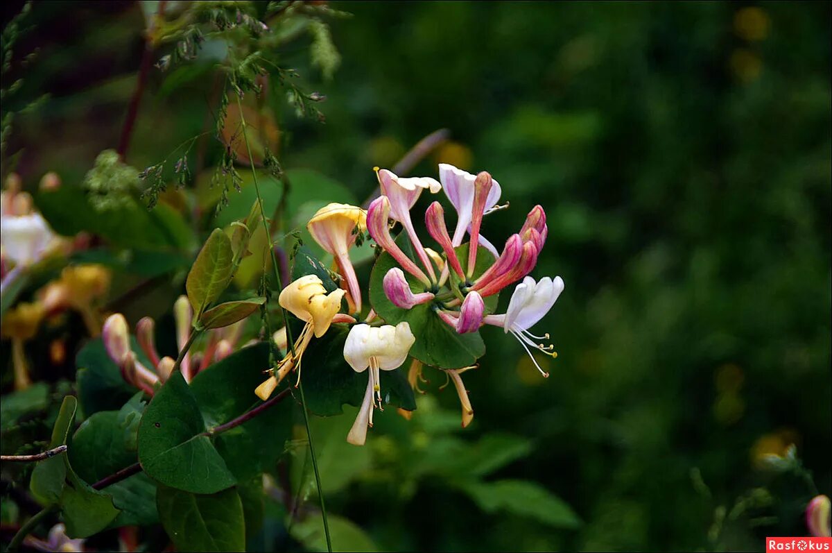 каприфоль вьюнок. жимолость каприфоль тельмана. цветущая жимолость каприфоль. каприфоль фото и описание. жимолость каприфоль тельмана.