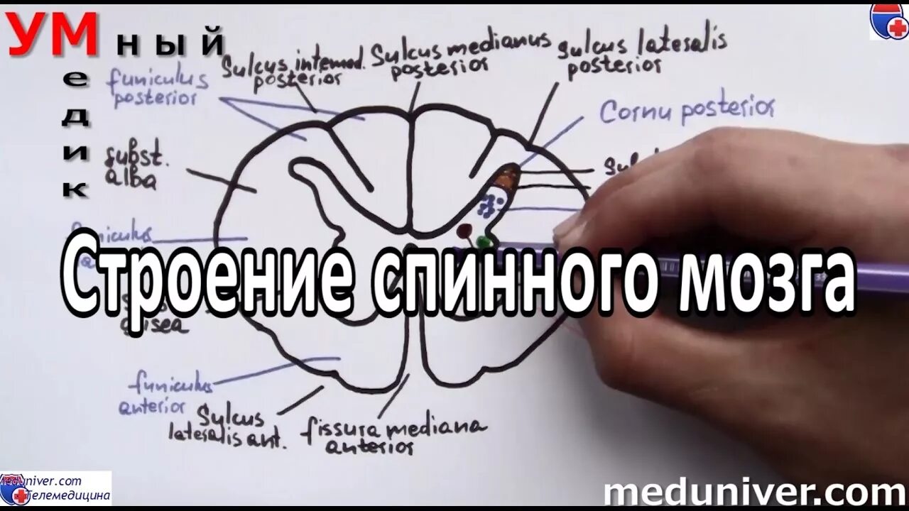 Html meduniver. Meduniver.com. meduniver.соm - все по медицине. мозг медунивер. meduniver логотип.