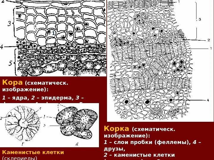 Микроскопический анализ лекарственного растительного. Микроскопический анализ коры. Каменистые клетки. Микроскопический анализ лекарственного растительного сырья. Макроскопический анализ лекарственного растительного сырья.