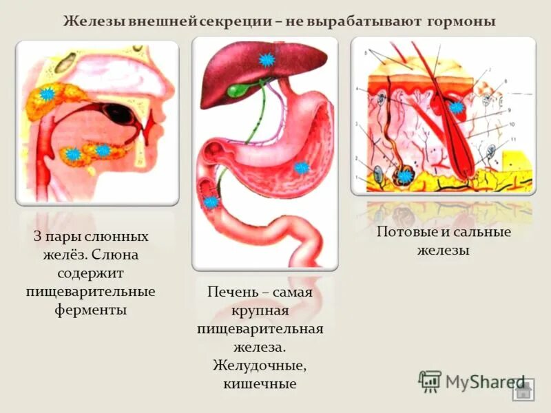 Печень смешанная железа