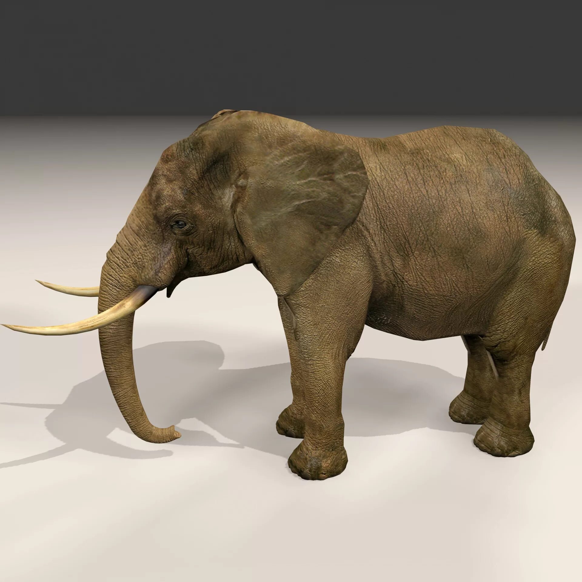 Elefant 3d model. Слон 3d. Слон 3д модель. Массивный слон. Мод на слоник