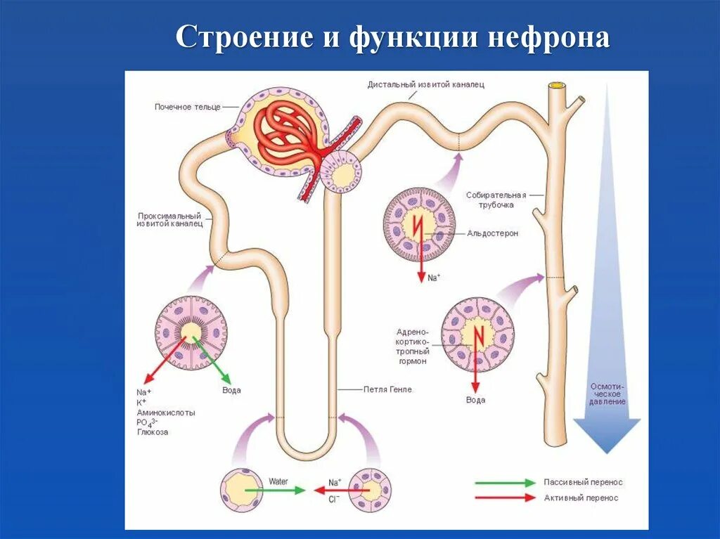 Структура и функции нефрона почек. Строение нефрона функции отделов. Схема строения нефрона почки. Строение почки и нефрона и их функции.