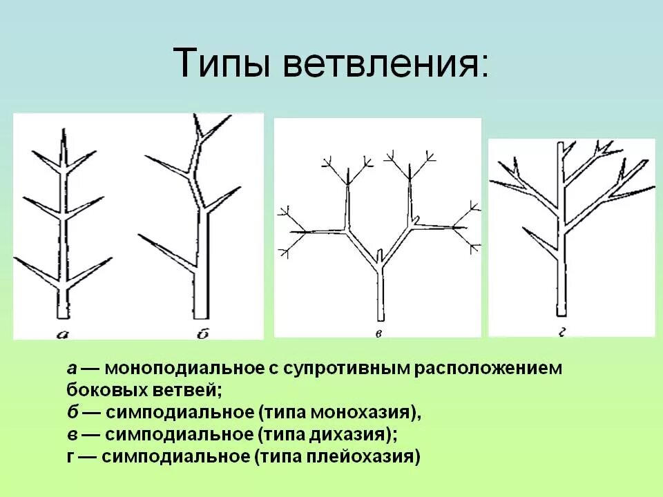 Типы ветвления стебля. Тип ветвления побегов у дуба. Симподиальное ветвление побега. Мутовчатое ветвление побега.