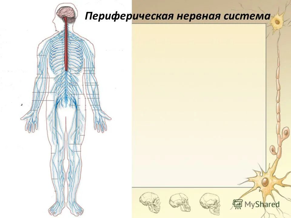 Строение нерва рисунок. Нервы периферической нервной системы. Периферическая нервная система человека. ПНС периферическая нервная система. Анатомия человека нервная система ПНС.