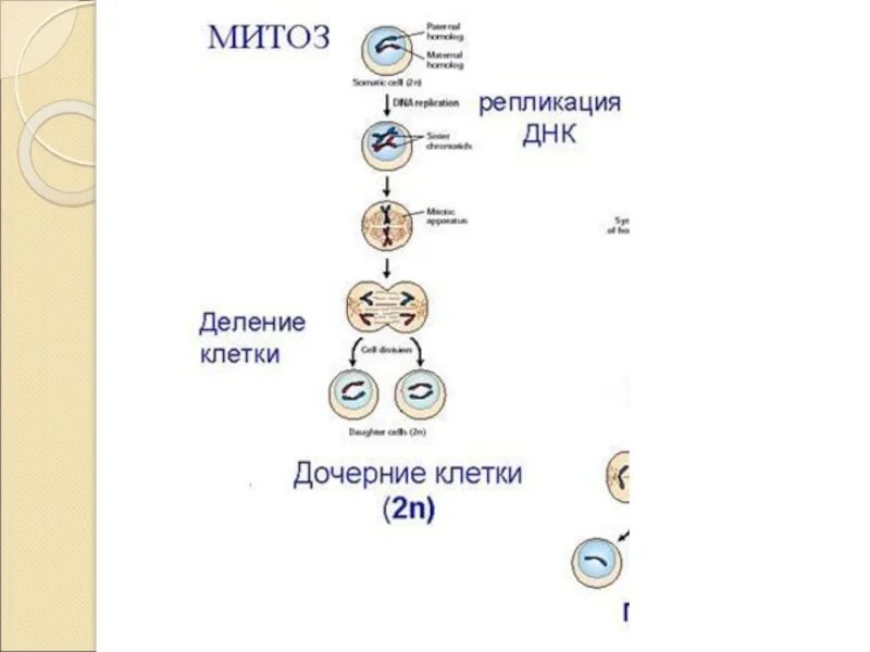 Клеточный цикл и митоз 10 класс. Способы деления клетки митоз. Деление клетки митоз 10 класс презентация. Схема стадии жизненного цикла митоз мейоз. Биологический смысл деления клеток