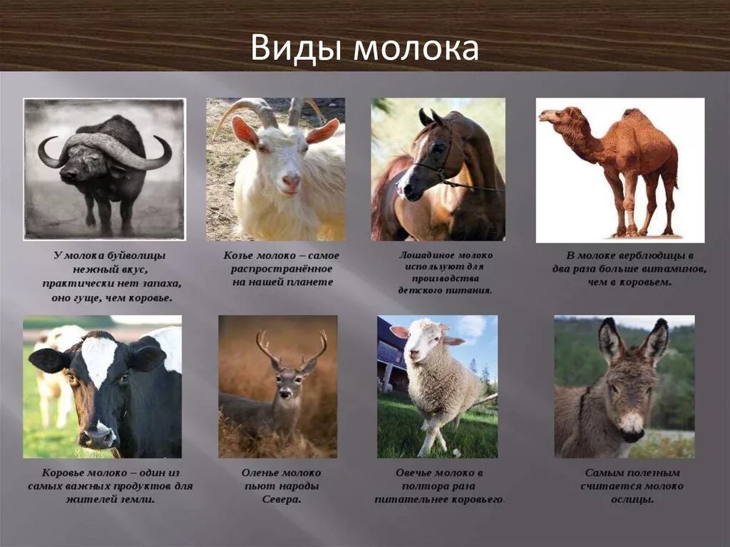Группы животных число видов - 79 фото