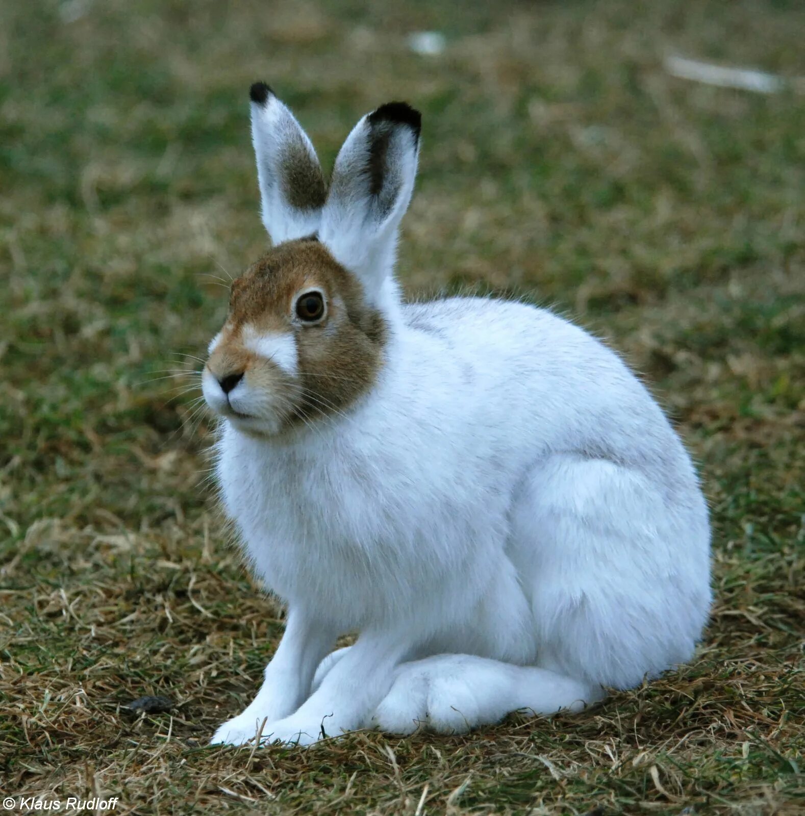 Hare&#039;s