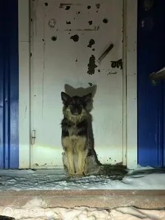 Потеряшки бердск