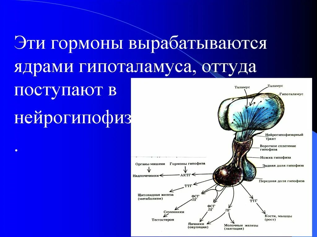 Гормоны гипофиза и гипоталамуса таблица. Гипоталамус гормоны и функции. Гормоны гипоталамуса физиология. Ядра гипоталамуса гормоны.