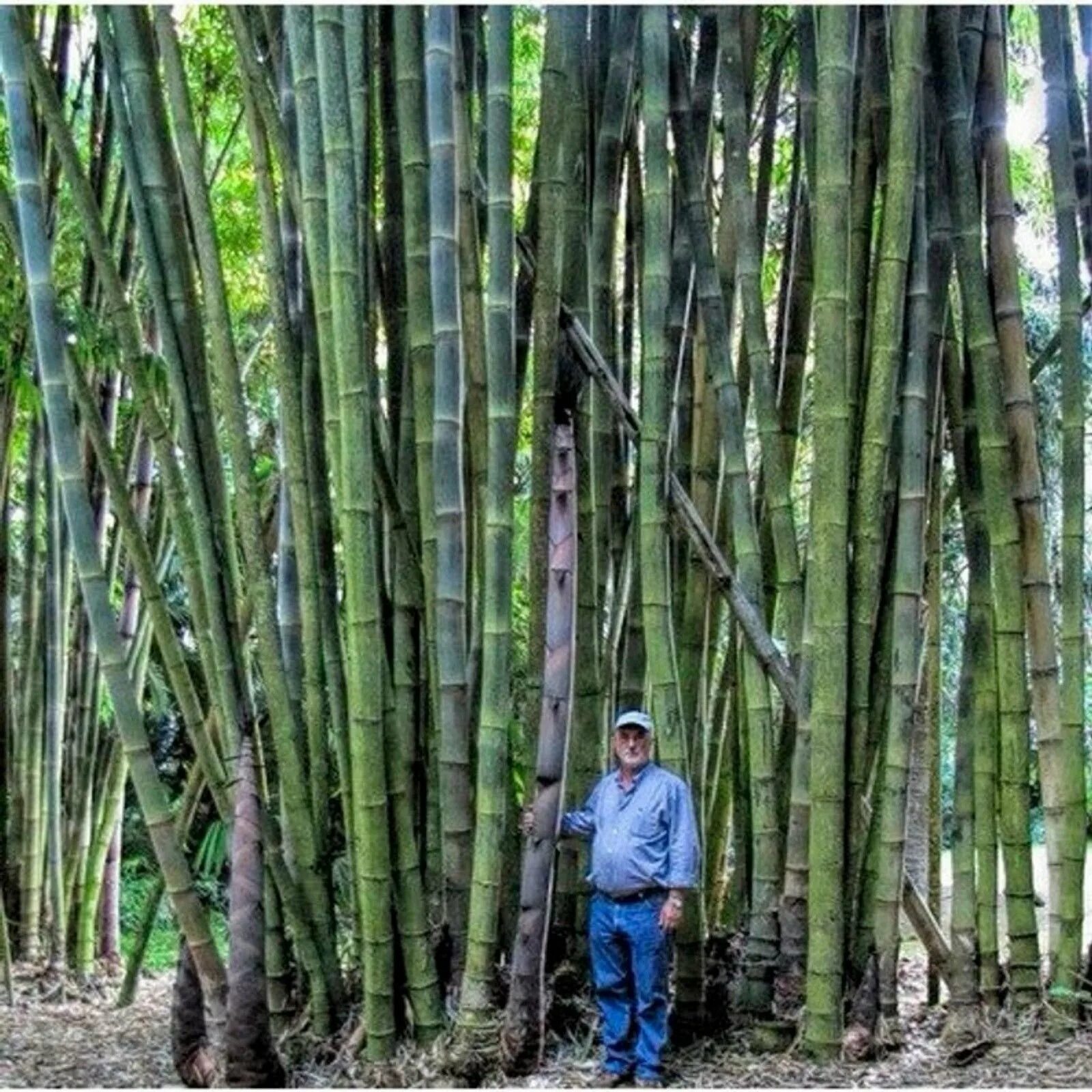 За сколько часов вырастает бамбук. Бамбук arundinacea. Bambusa arundinacea семена. Бамбук Dendrocalamus brandisii. Бамбук тростниковый.