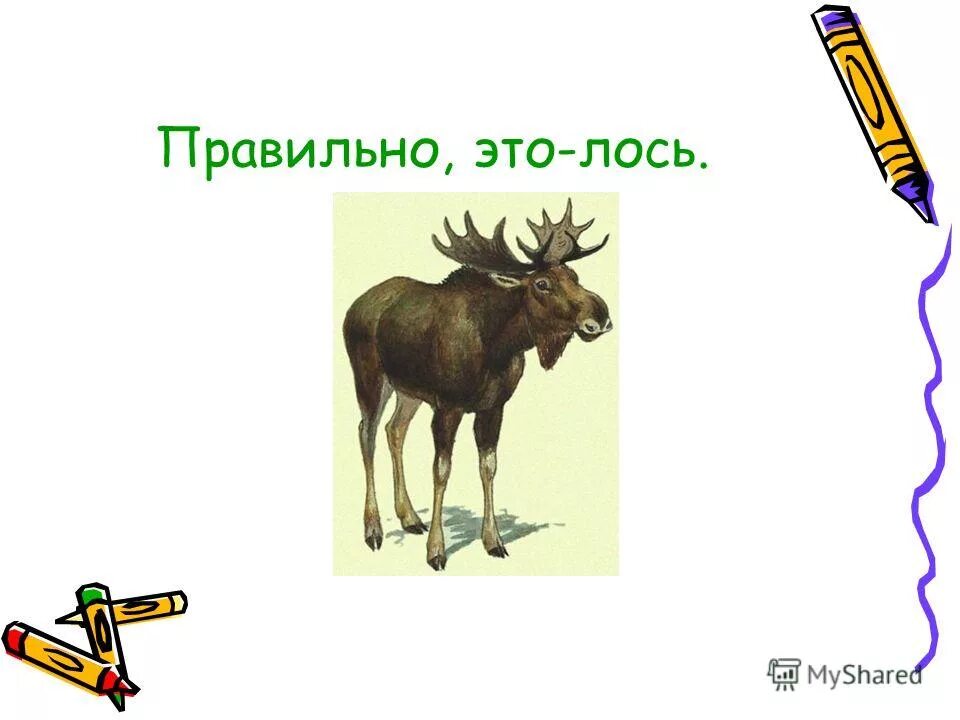 Лоси чему учит. Загадка про лося. Загадка про лося для дошкольников. Загадка про лося для детей. Изучение лося для дошкольников.