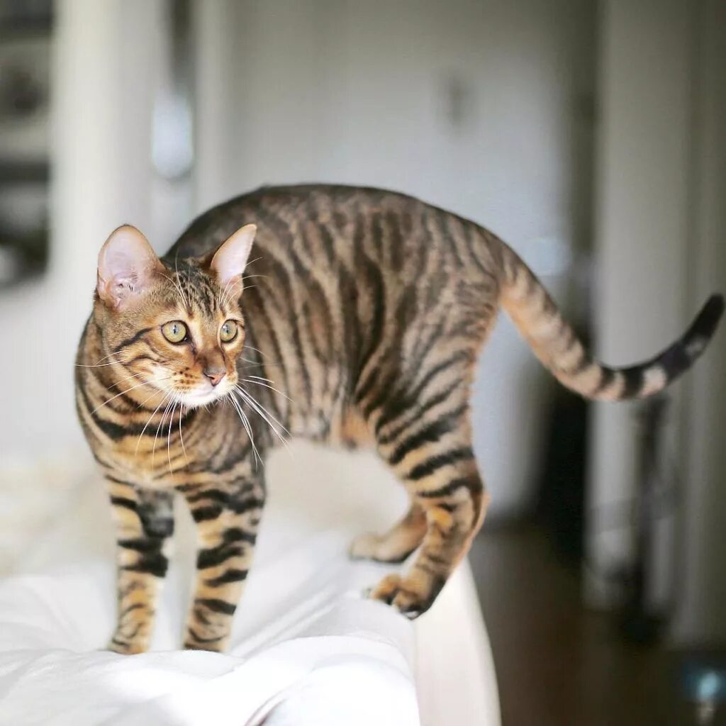 Тайгер кошки Cats, Pets, Animals
