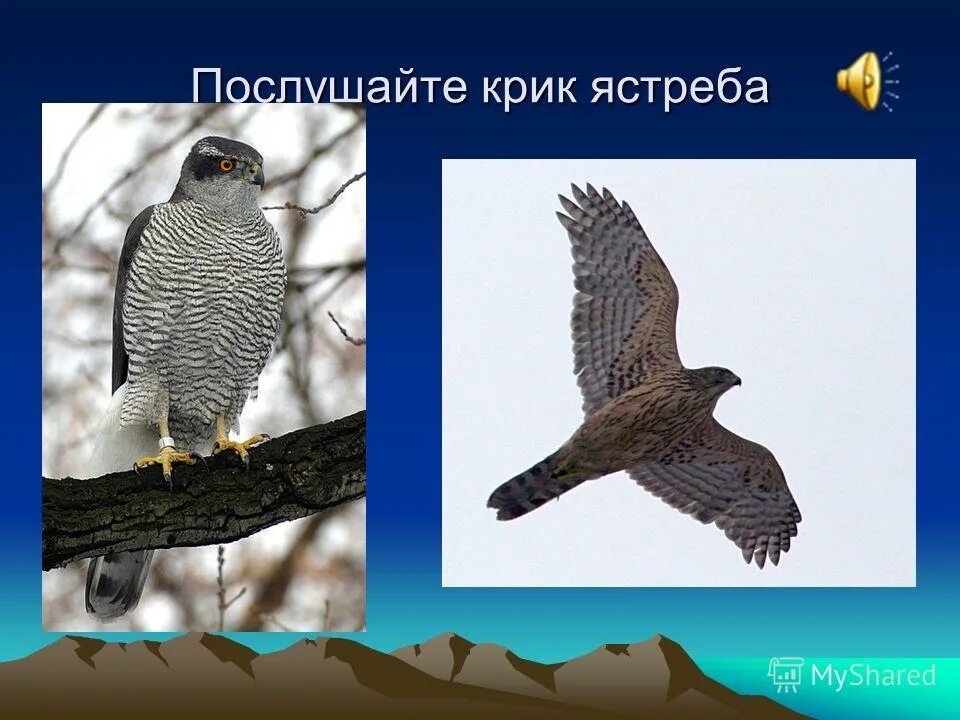 крик ястреба. сокол ястреб коршун. крик ястреба. клюв ястреба. ястребиные беркут.