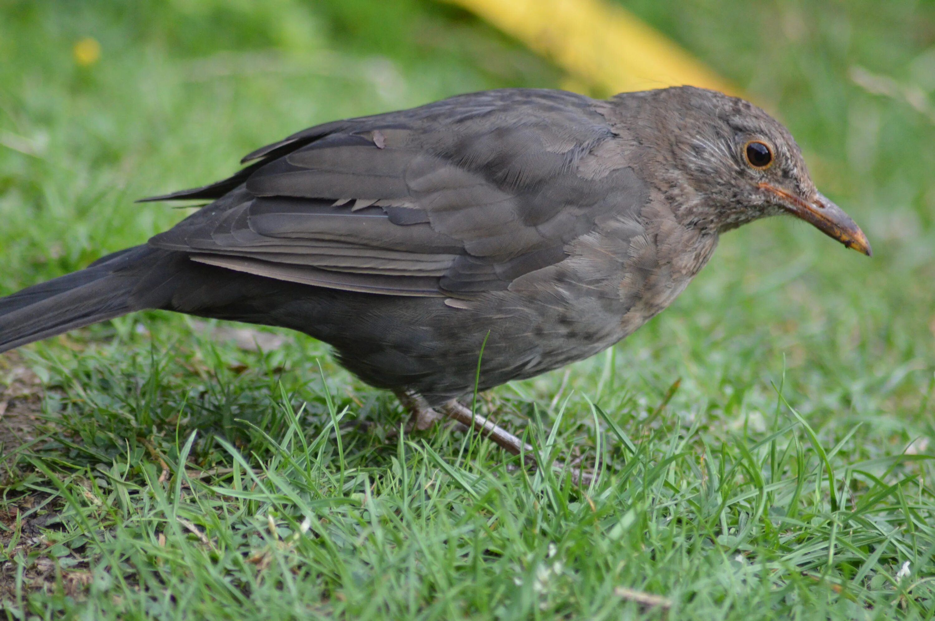 Серый Дрозд (Grey Catbird). Дрозд Бикнелла. Темнозобый Дрозд. Дрозд темнозобый экосистема. Коричневая птица с клювом