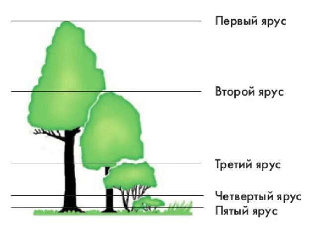 Сходства и различия надземных и подземных ярусов. Ярусы леса схема. Зарисовать ярусы леса. Ярусы лиственного леса схема. Ярусы леса Нижний, средний, верхний ярус.