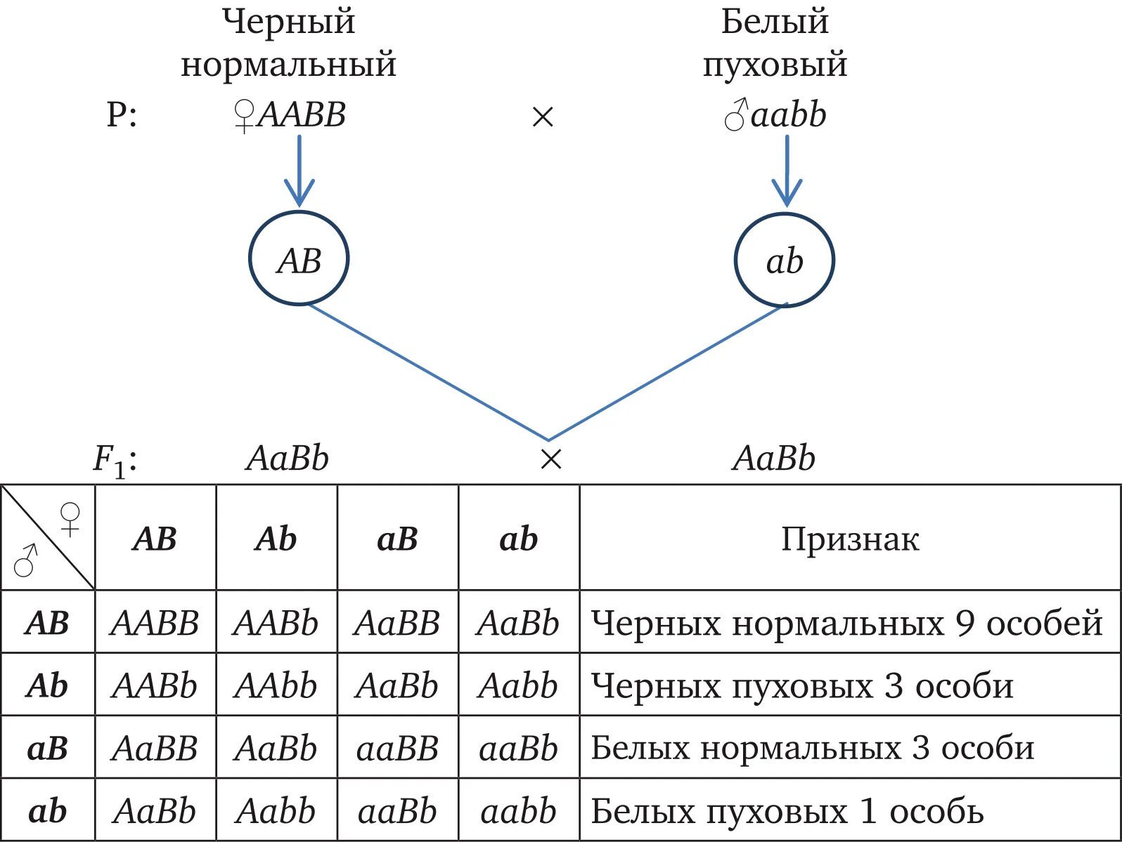 Расщепление по фенотипу. Дигибридное скрещивание расщепление по фенотипу. Полигибридное скрещивание схема. Расщепления по фенотипу и генотипу таблица.