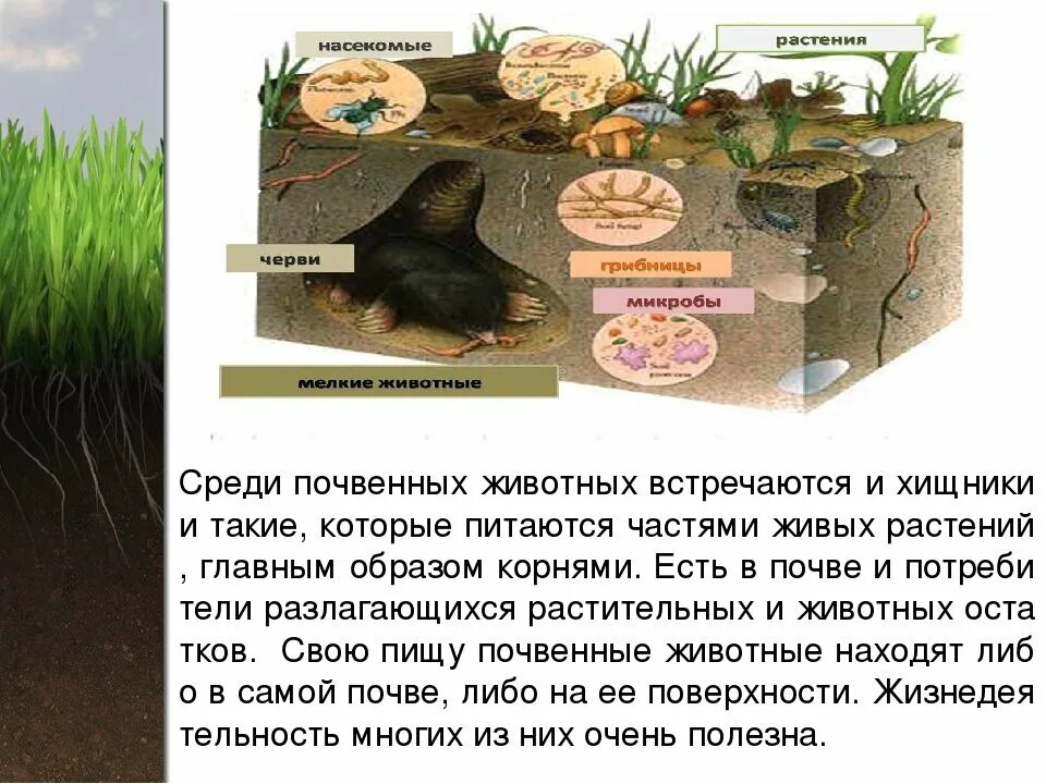 Конспект урока почвенная среда. Животные обитающие в почве. Почвенные животные и среда их обитания. Организмы обитающие в почве. Живые организмы обитающие в почве.