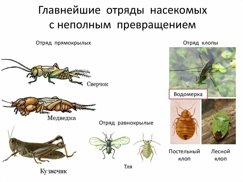 Какой тип развития характерен для кузнечика. Представители отряда насекомых с неполным превращением. Класс насекомые отряды с неполным превращением. Неполным превращением Прямокрылые представители. Развитие с неполным превращением отряд Прямокрылые.