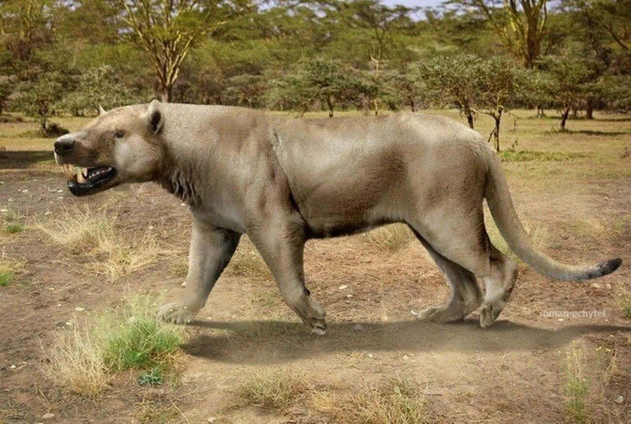 Крупное млекопитающее в мире. Гиенодон и Мегистотерий. Megistotherium osteothlastes. Мегистотерий Креодонты. Доисторические хищники Гиенодон.