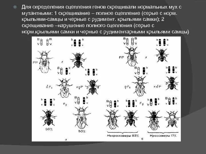 Неполное сцепление генов пример. Полное сцепление генов схема. Неполное сцепление генов схема. Полное сцепление и неполное сцепление генов.