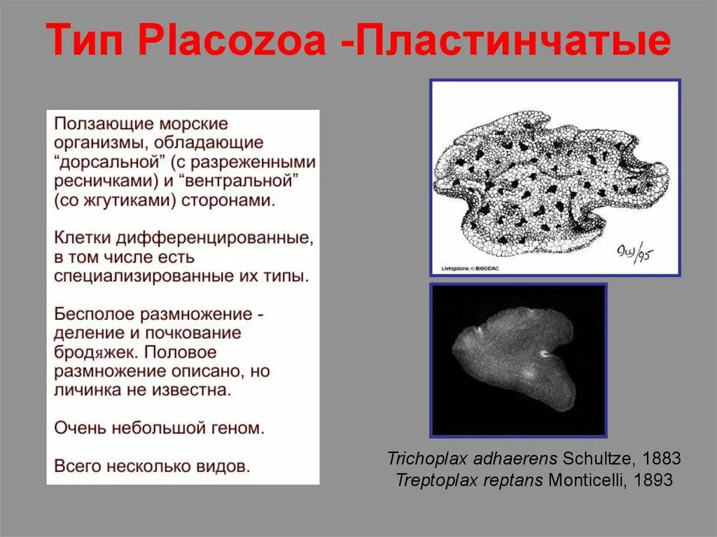 Тело пластинчатых имеет. Тип пластинчатые (трихоплакс). Тип пластинчатые представители. Пластинчатые Placozoa. Тип пластинчатые животные.