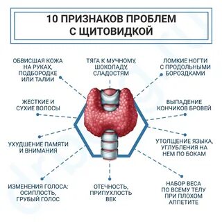Щитовидная железа регулирует уровень обмена веществ