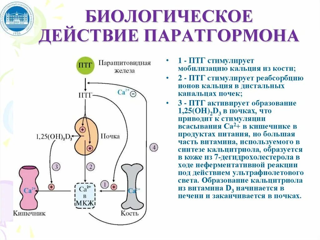 Гормоны регулирующие обмен кальция и фосфора. Регуляция обмена натрия. регуляция обмена калия. гормональная регуляция обмена кальция. гормональная регуляция обмена кальция и фосфатов.