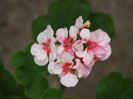 Пеларгония дамский каприз