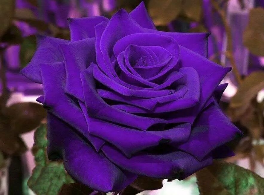 Саженцы голубой розы. Пурпл Мун сорт роз.