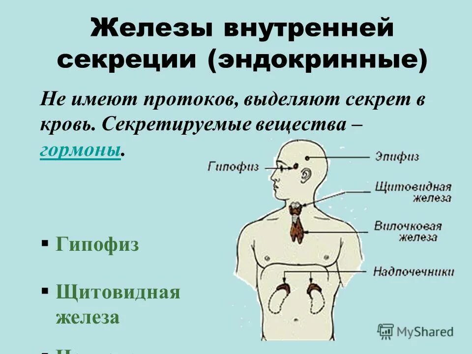 К какой системе относятся железы внутренней секреции. Возростные особенности желёз внутренней секреции. функции эндокринная система железы внутренней секреции. железы внутренней секреции человека 9 класс биология. железы внутренней секреции строение.