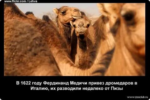 Интересные факты о верблюдах