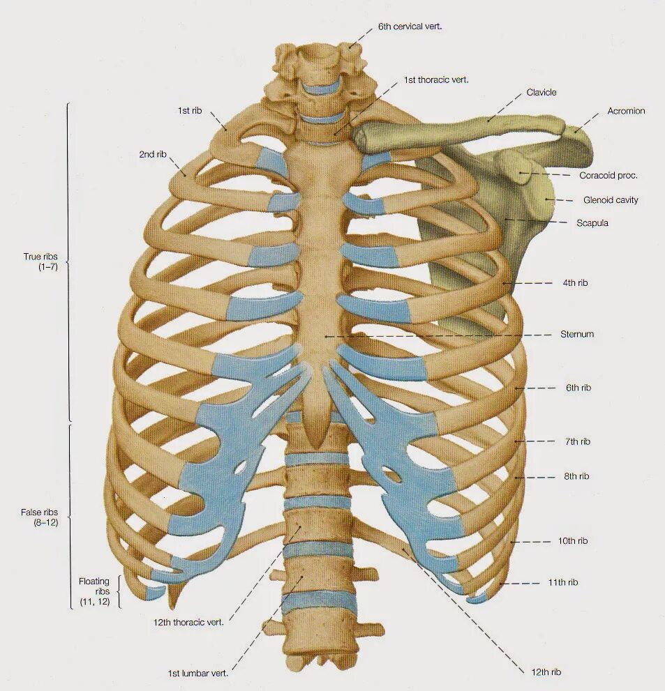 Сколько ребер на 1 стороне. Скелет грудной клетки анатомия. Грудина мечевидный отросток анатомия. Грудная клетка (скелет, соединение костей, мышцы).. Анатомия ребер грудной клетки.